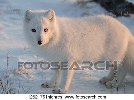 Arctic fox (Vulpes lagopus) in the snow; Churchill, Manitoba, Canada View Large Photo Image Stock Photograph - Arctic fox (Vulpes lagopus) in the snow; Churchill, Manitoba, Canada. Fotosearch