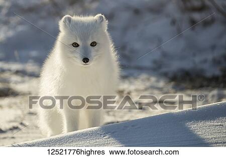 Arctic fox (Vulpes lagopus) in the snow; Churchill, Manitoba, Canada View Large Photo Image Stock Photograph - Arctic fox (Vulpes lagopus) in the snow; Churchill, Manitoba, Canada. Fotosearch