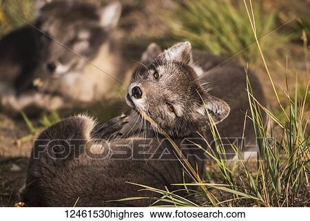 Stock Photograph - Arctic fox (vulpes lagopus), summer phase, captive; Yukon Territory, Canada. Fotosearch
