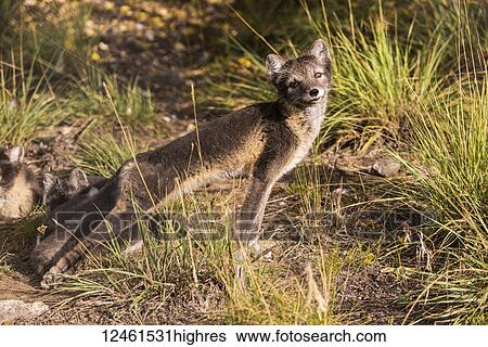 Arctic fox (vulpes lagopus), summer phase, captive; Yukon Territory, Canada View Large Photo Image Stock Photograph - Arctic fox (vulpes lagopus), summer phase, captive; Yukon Territory, Canada. Fotosearch