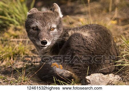 Arctic fox (vulpes lagopus), summer phase, captive; Yukon Territory, Canada View Large Photo Image Stock Photograph - Arctic fox (vulpes lagopus), summer phase, captive; Yukon Territory, Canada. Fotosearch