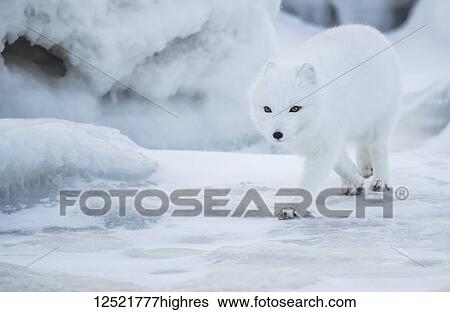 Stock Photograph - Arctic fox (Vulpes lagopus) walking in the snow; Churchill, Manitoba, Canada. Fotosearch