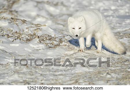 Arctic fox (Vulpes lagopus) walking in the snow; Churchill, Manitoba, Canada View Large Photo Image Stock Photograph - Arctic fox (Vulpes lagopus) walking in the snow; Churchill, Manitoba, Canada. Fotosearch