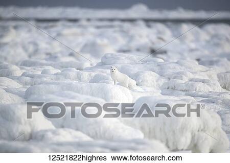 Arctic fox (Vulpes lagopus) walking through the ice chunks on Hudson Bay; Churchill, Manitoba, Canada View Large Photo Image Stock Photograph - Arctic fox (Vulpes lagopus) walking through the ice chunks on Hudson Bay; Churchill, Manitoba, Canada. Fotosearch