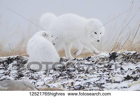 Stock Photograph - Arctic foxes (Vulpes lagopus) playing around in the snow on the shores of Hudson Bay; Churchill, Manitoba, Canada. Fotosearch