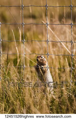 Arctic Ground Squirrel (Spermophilus parryii) behind a fence in a field looking through the grid to the other side; Yukon, Canada View Large Photo Image Stock Photograph - Arctic Ground Squirrel (Spermophilus parryii) behind a fence in a field looking through the grid to the other side; Yukon, Canada. Fotosearch