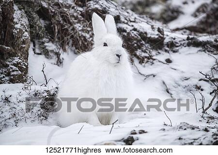 Arctic hare (Lepus arcticus) in the snow; Churchill, Manitoba, Canada View Large Photo Image Stock Photograph - Arctic hare (Lepus arcticus) in the snow; Churchill, Manitoba, Canada. Fotosearch