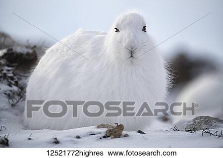Stock Photograph - Arctic hare (Lepus arcticus) in the snow; Churchill, Manitoba, Canada. Fotosearch