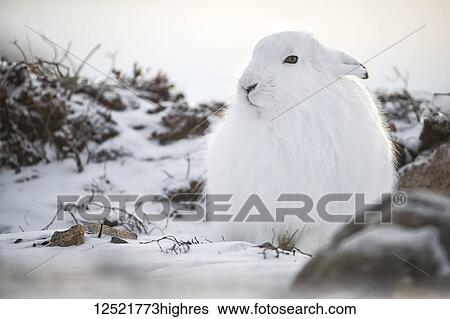 Stock Photograph - Arctic hare (Lepus arcticus) in the snow; Churchill, Manitoba, Canada. Fotosearch