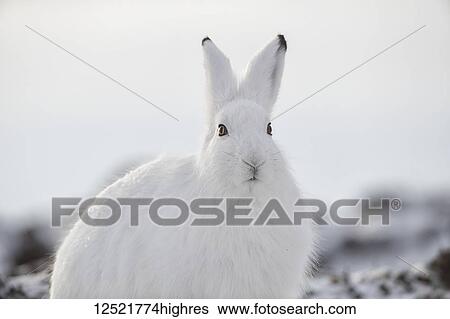 Stock Photograph - Arctic hare (Lepus arcticus) in the snow; Churchill, Manitoba, Canada. Fotosearch