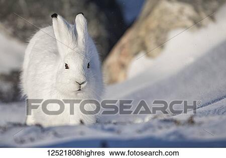 Stock Photograph - Arctic hare (Lepus arcticus) in the snow; Churchill, Manitoba, Canada. Fotosearch