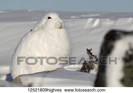 Stock Photograph - Arctic hare (Lepus arcticus) in the snow; Churchill, Manitoba, Canada. Fotosearch