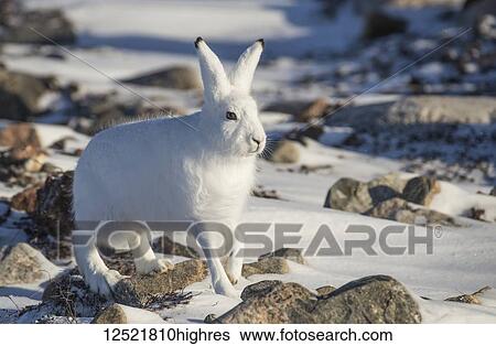 Arctic hare (Lepus arcticus) in the snow; Churchill, Manitoba, Canada View Large Photo Image Stock Photograph - Arctic hare (Lepus arcticus) in the snow; Churchill, Manitoba, Canada. Fotosearch