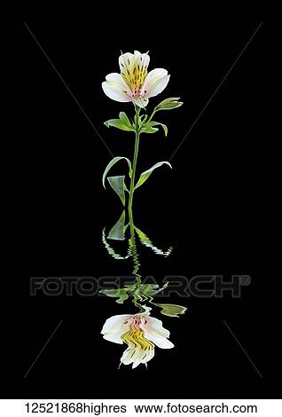 Stock Photograph - Art image of a flower Alstroemeria reflected in water. Fotosearch