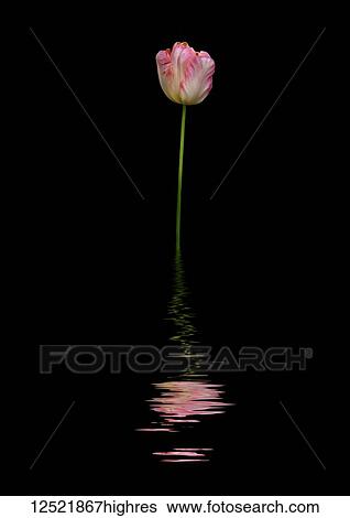 Art image of a pink and white tulip reflected in water View Large Photo Image Stock Photograph - Art image of a pink and white tulip reflected in water. Fotosearch