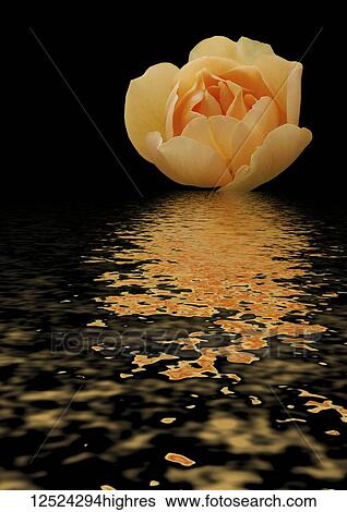 Art image of english rose 'Buttercup' reflected in water View Large Photo Image Stock Photograph - Art image of english rose 'Buttercup' reflected in water. Fotosearch