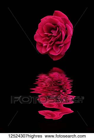 Stock Photograph - Art image of english rose 'Deep Secret' reflected in water. Fotosearch