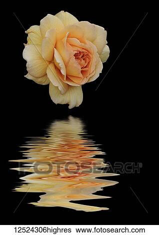 Stock Photograph - Art image of english rose 'Grace' reflected in water. Fotosearch