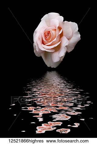 Art image of rose 'Chandos Beauty' reflected in water View Large Photo Image Stock Photograph - Art image of rose 'Chandos Beauty' reflected in water. Fotosearch