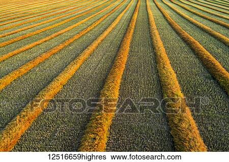 Artist aerial views of canola harvest lines glowing at sunset; Blackie, Alberta, Canada View Large Photo Image Stock Photograph - Artist aerial views of canola harvest lines glowing at sunset; Blackie, Alberta, Canada. Fotosearch