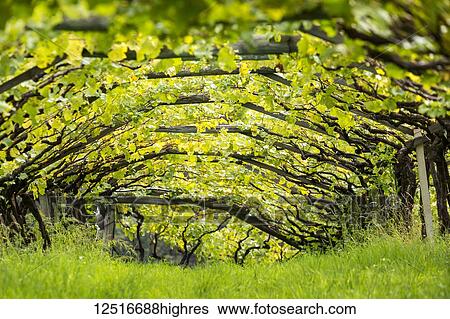 Stock Photograph - Artist canopy of a row of grape vines with grass growing underneath; Caldaro, Bolzano, Italy. Fotosearch