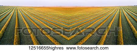 Artistic aerial views of canola harvest lines glowing at sunset; Blackie, Alberta, Canada View Large Photo Image Stock Photograph - Artistic aerial views of canola harvest lines glowing at sunset; Blackie, Alberta, Canada. Fotosearch