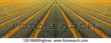 Artistic aerial views of canola harvest lines glowing at sunset; Blackie, Alberta, Canada View Large Photo Image Stock Photograph - Artistic aerial views of canola harvest lines glowing at sunset; Blackie, Alberta, Canada. Fotosearch