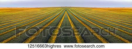 Stock Photograph - Artistic aerial views of canola harvest lines glowing at sunset; Blackie, Alberta, Canada. Fotosearch