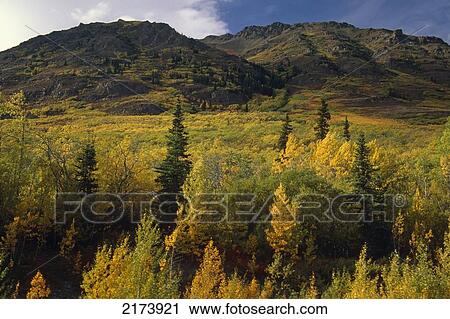 Stock Image - Aspen Covered Hillside In Yukon Territory Canada Fall. Fotosearch