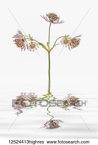 Stock Photograph - Astrantia flowers reflected in water. Fotosearch