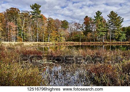Autumn coloured foliage and clouds in Frontenac Provincial Park reflected in tranquil water; Ontario, Canada View Large Photo Image Stock Photograph - Autumn coloured foliage and clouds in Frontenac Provincial Park reflected in tranquil water; Ontario, Canada. Fotosearch