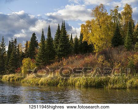 Autumn coloured foliage on the trees and plants on the shore of Lake of the Woods; Lake of the Woods, Ontario, Canada View Large Photo Image Stock Photograph - Autumn coloured foliage on the trees and plants on the shore of Lake of the Woods; Lake of the Woods, Ontario, Canada. Fotosearch