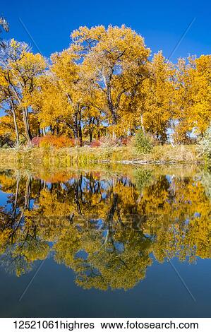Stock Photograph - Autumn coloured foliage on trees along a shoreline and blue sky reflected in a tranquil lake making a mirror image, Connected Lakes; Grand Junction, Colorado, United States of America. Fotosearch