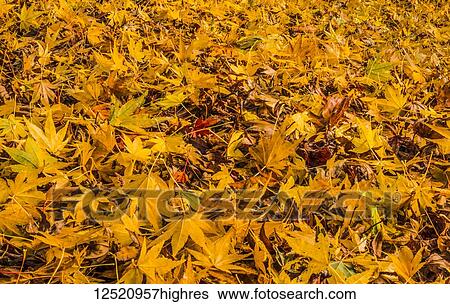 Autumn coloured ornamental leaves on the ground; United States of America View Large Photo Image Stock Photograph - Autumn coloured ornamental leaves on the ground; United States of America. Fotosearch