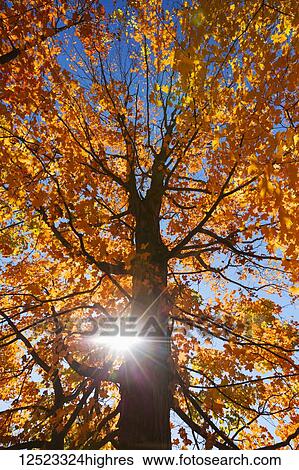 Stock Photograph - Autumn colours on trees and a sunburst; Chagrin Falls, Ohio, United States of America. Fotosearch
