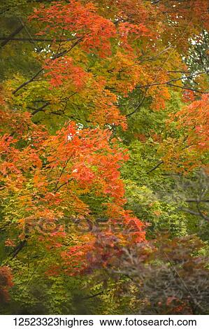 Stock Photograph - Autumn colours on trees; Chagrin Falls, Ohio, United States of America. Fotosearch