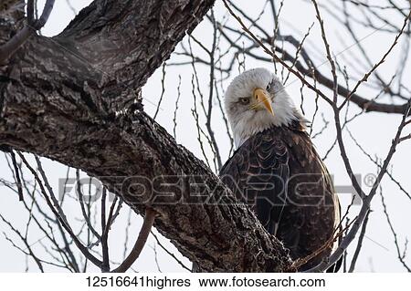 Stock Photograph - Bald eagle (Haliaeetus leucocephalus) sitting on a branch, Lower Klamath National Wildlife Refuge; Tulelake, California, United States of America. Fotosearch