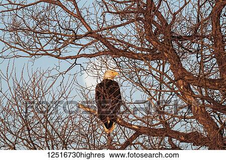 Stock Photograph - Bald eagle (Haliaeetus leucocephalus) sitting in a tree with the moon in the background, Lower Klamath National Wildlife Refuge; Tulelake, California, United States of America. Fotosearch