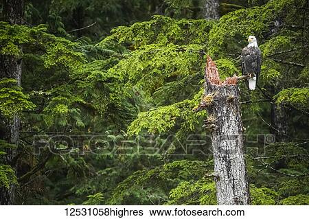 Stock Photograph - Bald Eagle (Haliaeetus leucocephalus) sitting in a tree in the Great Bear Rainforest; Hartley Bay, British Columbia, Canada. Fotosearch