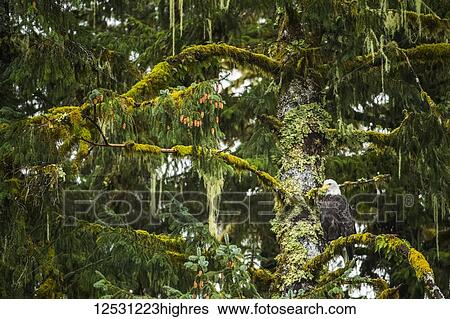 Stock Photograph - Bald Eagle (Haliaeetus leucocephalus) sitting in a tree in the Great Bear Rainforest; Hartley Bay, British Columbia, Canada. Fotosearch