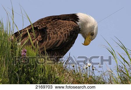 Bald Eagle Sitting On Tundra Mcneil State Game Sanctuary Southwest Alaska Summer View Large Photo Image Stock Image - Bald Eagle Sitting On Tundra Mcneil State Game Sanctuary Southwest Alaska Summer. Fotosearch