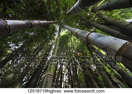 Stock Photograph - Bamboo, SeneToui Plantation, Bolaven Plateau; Champasak, Laos. Fotosearch