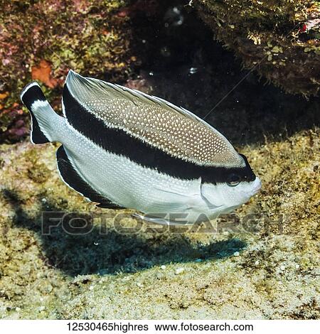 Bandit Angelfish (Desmoholacanthus arcatus) foraging near turf algae and other encrusting organisms off Kaui, Hawaii during the spring. This fish species is endemic to the Hawaiian Islands; Kauai, Hawaii, United States of America View Large Photo Image Stock Photograph - Bandit Angelfish (Desmoholacanthus arcatus) foraging near turf algae and other encrusting organisms off Kaui, Hawaii during the spring. This fish species is endemic to the Hawaiian Islands; Kauai, Hawaii, United States of America. Fotosearch