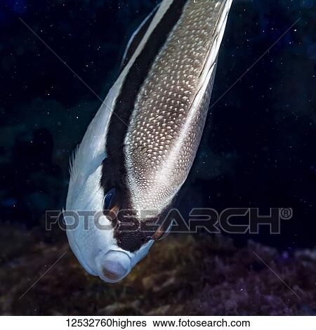 Stock Photograph - Bandit Angelfish (Desmoholacanthus arcatus) foraging near turf algae and other encrusting organisms off Kaui, Hawaii, during the spring. This fish species is endemic to the Hawaiian Islands; Kaui, Hawaii, United States of America. Fotosearch