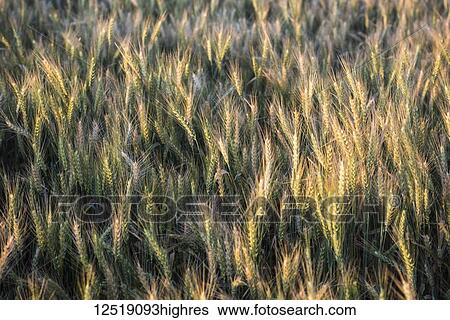 Stock Photograph - Barley grain ripening in the late afternoon summer sun, Eastern Washington; Walla Walla, Washington, United States of America. Fotosearch