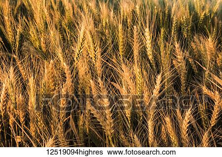 Stock Photograph - Barley grain ripening in the late afternoon summer sun, Eastern Washington; Walla Walla, Washington, United States of America. Fotosearch