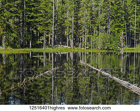 Stock Photograph - Bartlett Cove, Glacier Bay National Park; Alaska, United States of America. Fotosearch