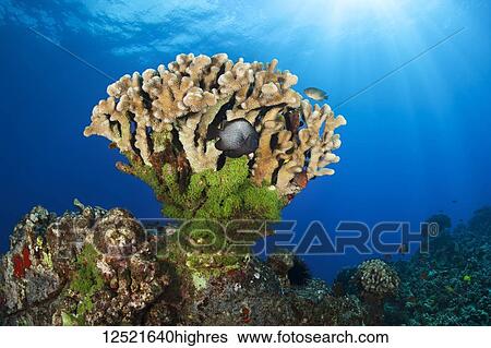 Beautiful Antler coral with Hawaiian Dascyllus fish and sun rays; Lanai City, Lanai, Hawaii, United States of America View Large Photo Image Stock Photograph - Beautiful Antler coral with Hawaiian Dascyllus fish and sun rays; Lanai City, Lanai, Hawaii, United States of America. Fotosearch