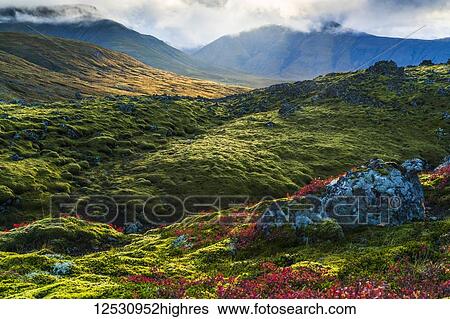 Stock Photograph - Beautiful colour on the mossy lava fields on the Snaefellsness Peninsula; Iceland. Fotosearch