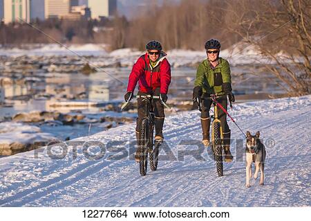 Bicyclists on the Tony Knowles Costal Trail led by an Alaskan Husky with downtown Anchorage in the background, Southcentral Alaska, USA, Winter View Large Photo Image Picture - Bicyclists on the Tony Knowles Costal Trail led by an Alaskan Husky with downtown Anchorage in the background, Southcentral Alaska, USA, Winter. Fotosearch
